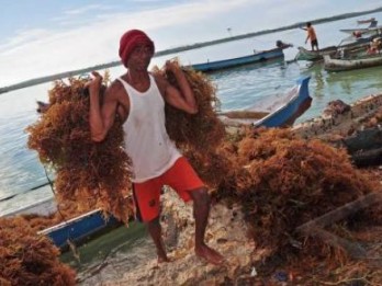 Asosiasi Industri Rumput Laut Indonesia Dibentuk